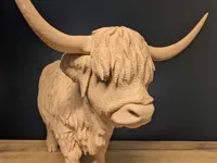 Very large Highland cow