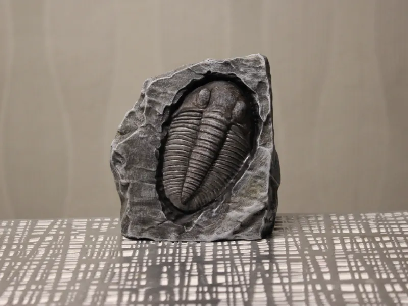 Versteinertes Fossil eines Tribolit 