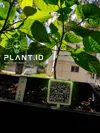 BLANK0.2mm layer, 2 walls, 15% infill