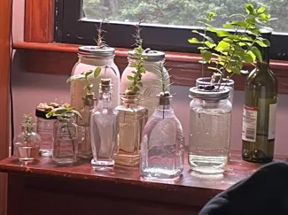 Kratky Hydroponic Growing System (Wine or Jar)