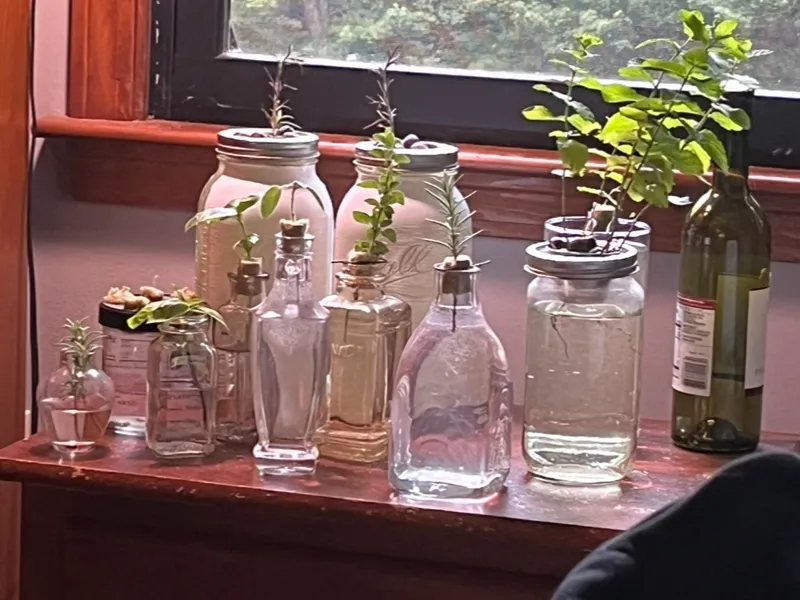 Kratky Hydroponic Growing System (Wine or Jar)