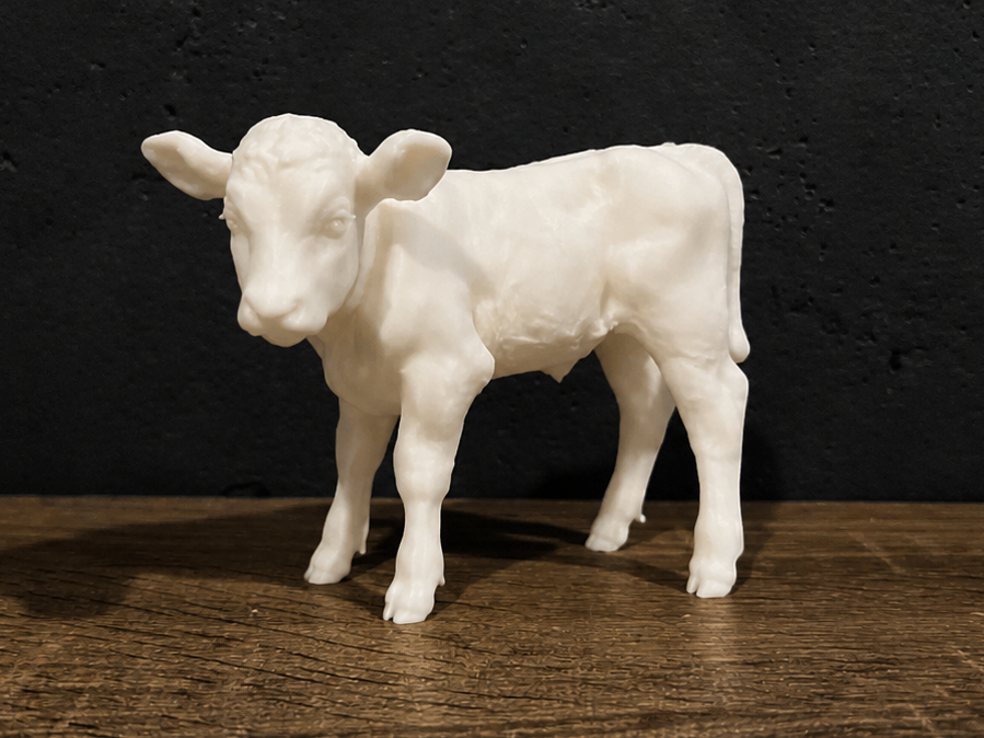 Calf - Cow - Animal 