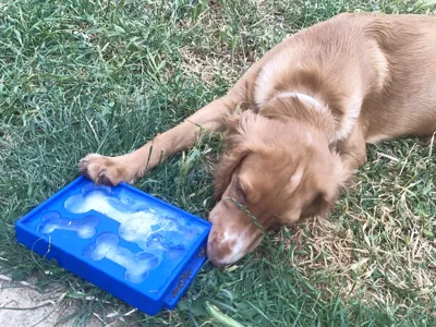 Dog Bone Frozen Treat Tray - Cooling Enrichment