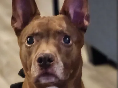 My Dog as Bold Machines: Margo's Dog named Eddie