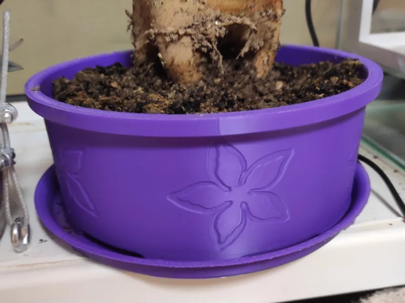 Plant pot with desert rose