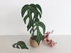 Monstera burle marx flame coaster set