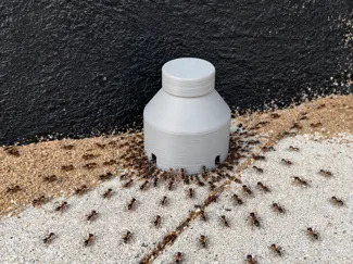 Ant trap - Pillet biats
