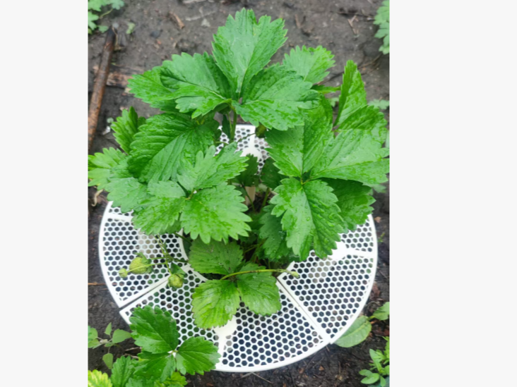 草莓托架