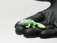 Chameleon singlecolor