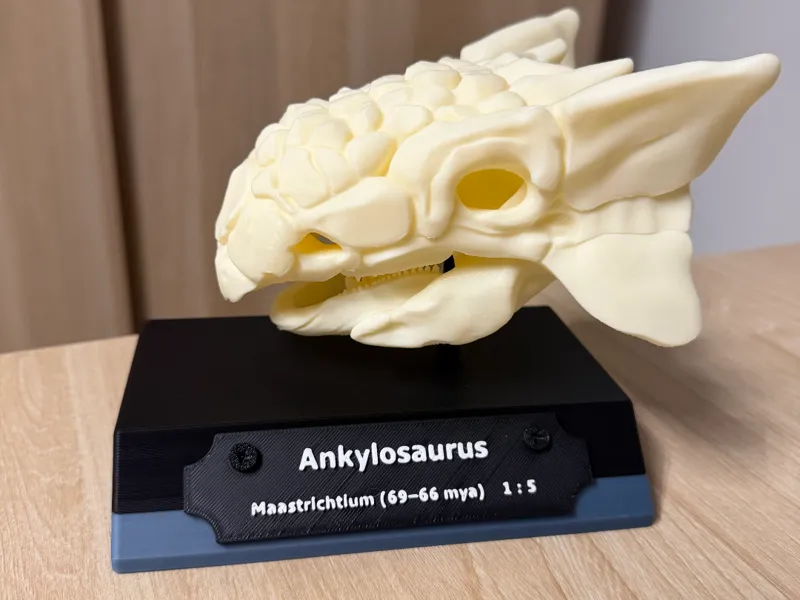 Ankylosaurus Schädel