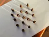 20 rabbits
