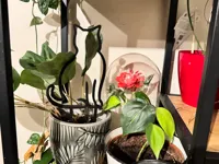 Tuteur de plante silhouette chat — photo 2