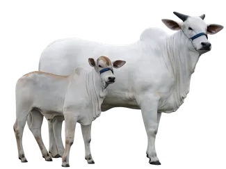 VACA NELORE