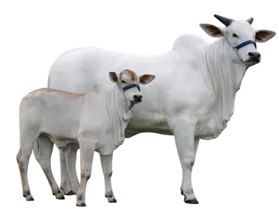 NELORE COW