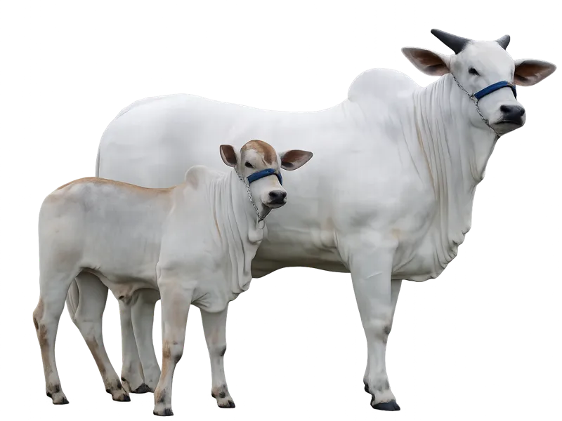 VACA NELORE