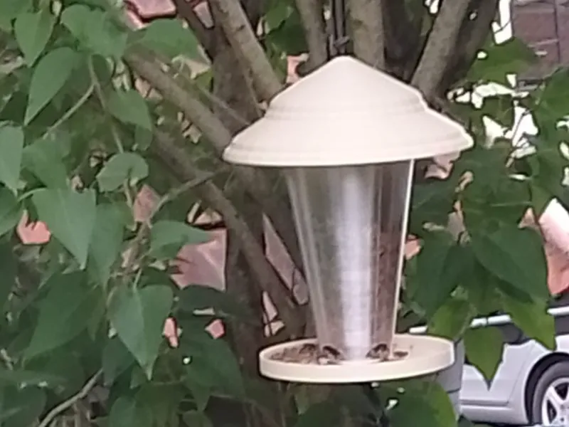 Vogelgrippe