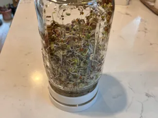 Mason Jar (Wide Mouth) Simple Sprouting Lid & Tray