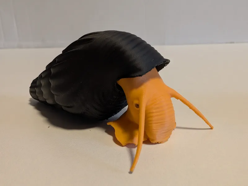 Felsenschnecke (Tylomelania orange)