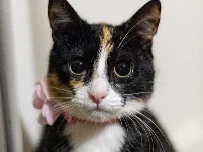 Jo Cat