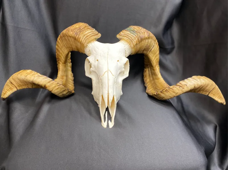 Ram Skull
