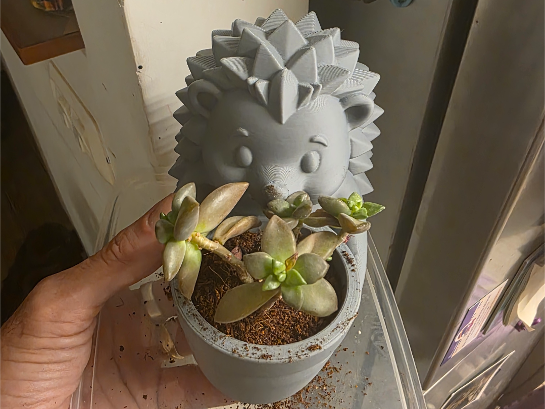 Hedgehog Plant Pot