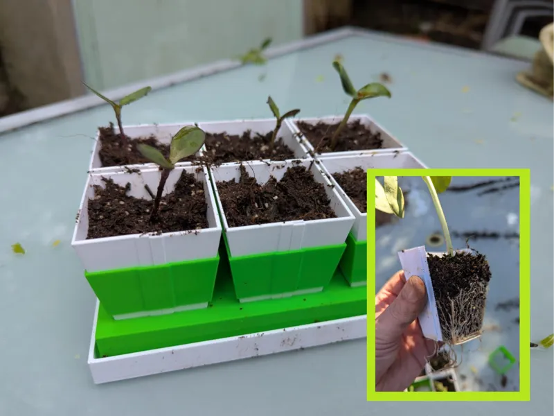 Splitting seedling pots, with water tray