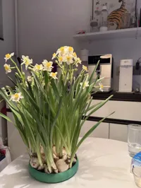 0.8mm 喷嘴, 花瓶模式
