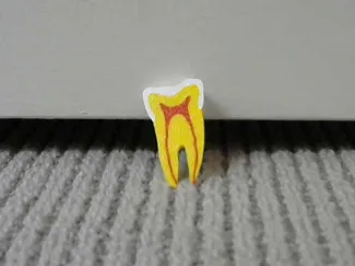 Tooth Anatomy model
