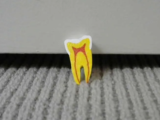 Tooth Anatomy model