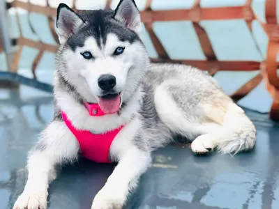 Siberian Husky
