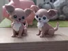 choose your favorite variant