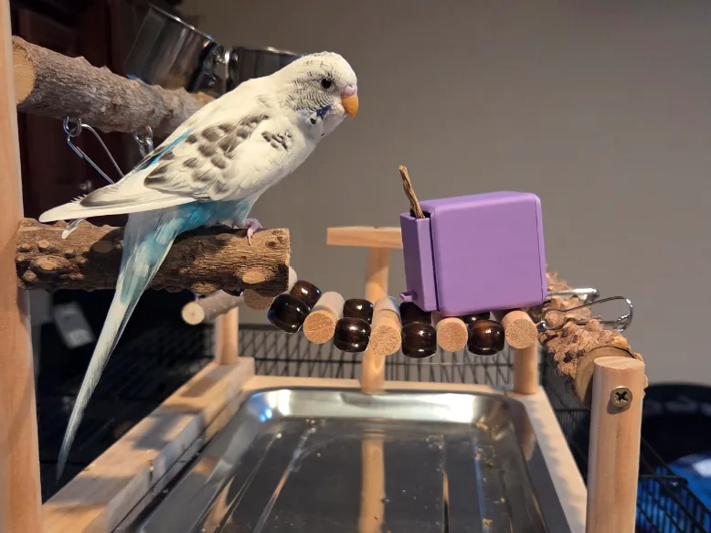 Cabinet Interactive Parrot Toy