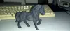 Horse version 3
