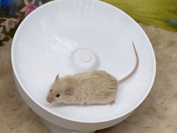 https://makerworld.bblmw.com/makerworld/model/US8f57a575e32a2/design/641926b5d8780b2c.gif