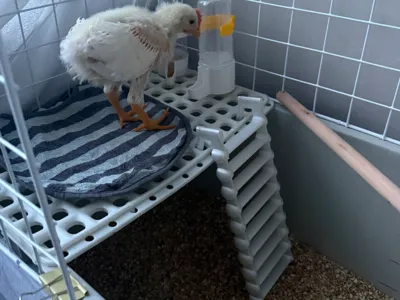 Pet Climbing Frame