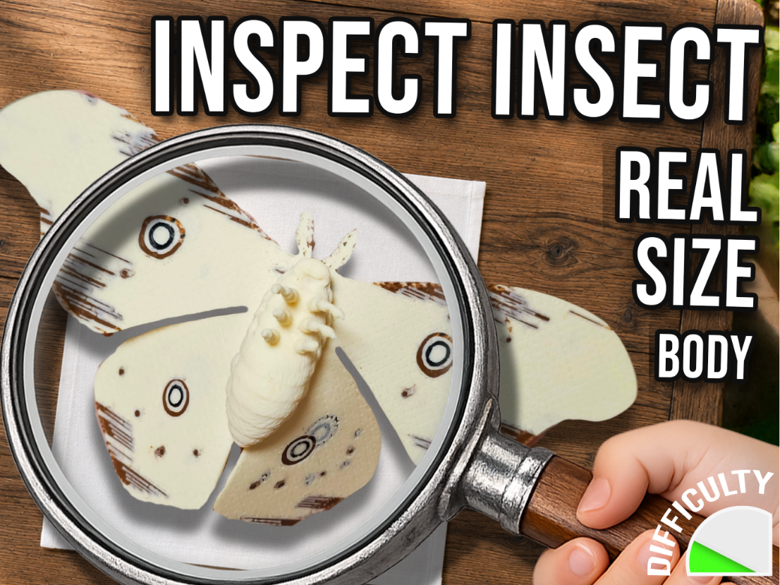 Inspect Insect - Silk Moth