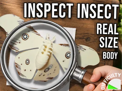 Inspect Insect - Silk Moth