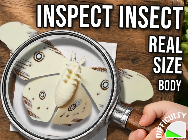 Inspect Insect - Silk Moth