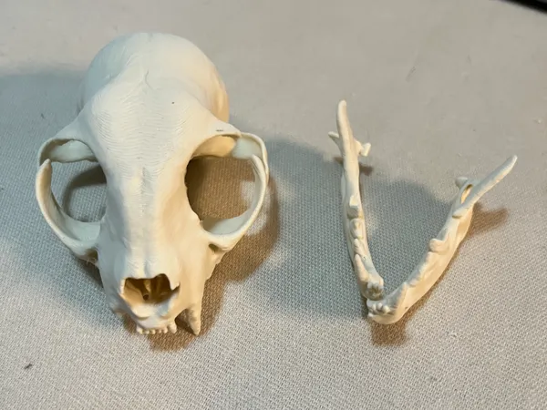 https://makerworld.bblmw.com/makerworld/model/US8f8e2d89b9645a/design/bbc9de8cb261cbda.jpg