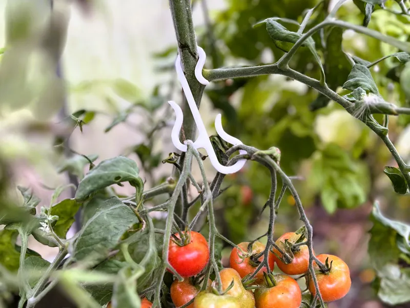Doppelter Pflanzenhaken & Tomatenhaken Rispenhaken