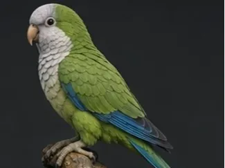quaker parrot
