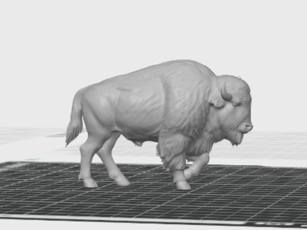 American Bison / Buffalo