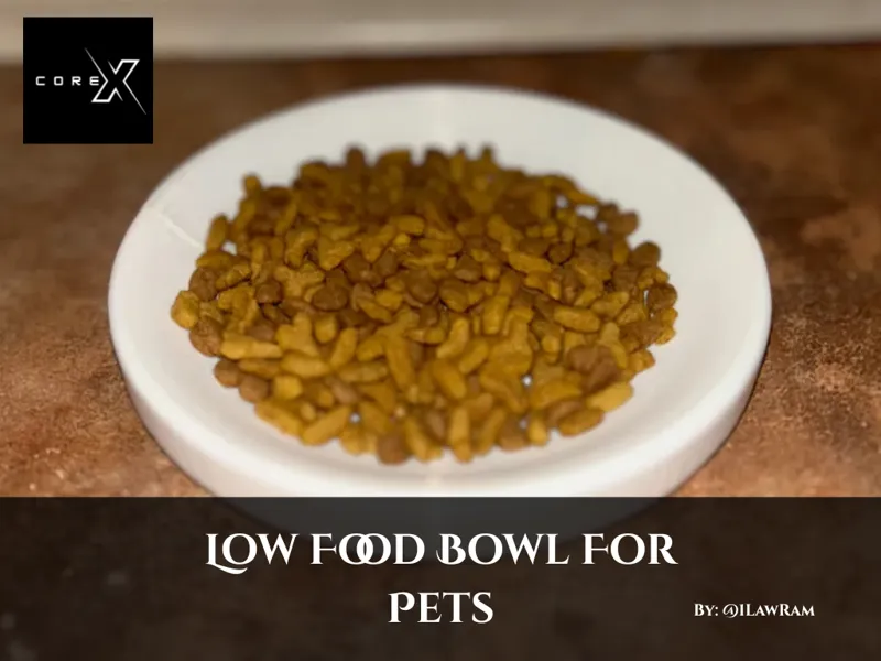 Low Food Bowl For Pets