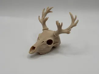 Reindeer skull