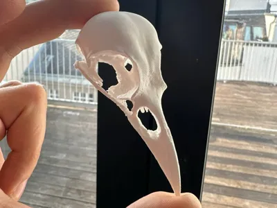 Anatomic american crow skull