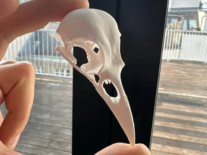 Anatomic american crow skull