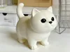 Chubby Kitten