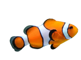 Nemo fish
