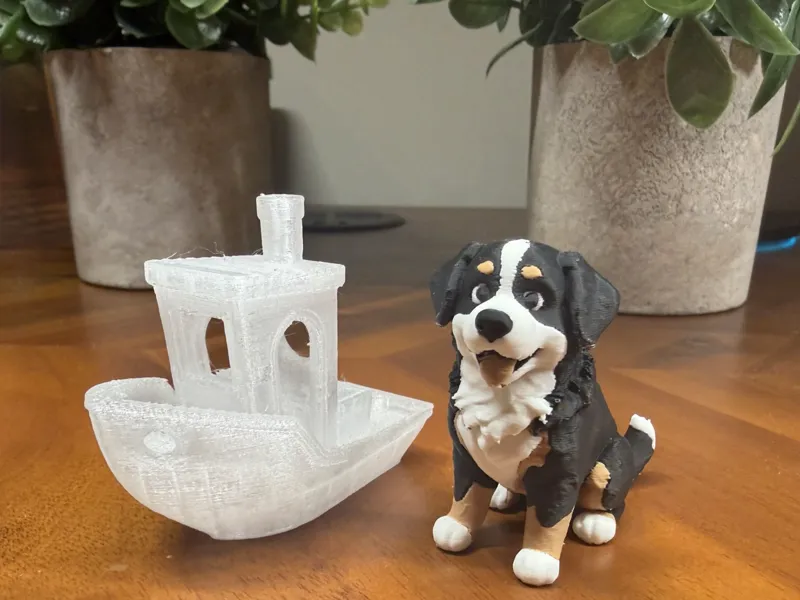 Cute Bernese Mountain Dog
