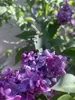Three Color